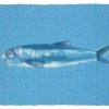 Fish-LIght-Blue-50x80